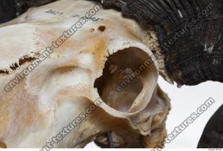 Photo Textures of Mouflon Skull 